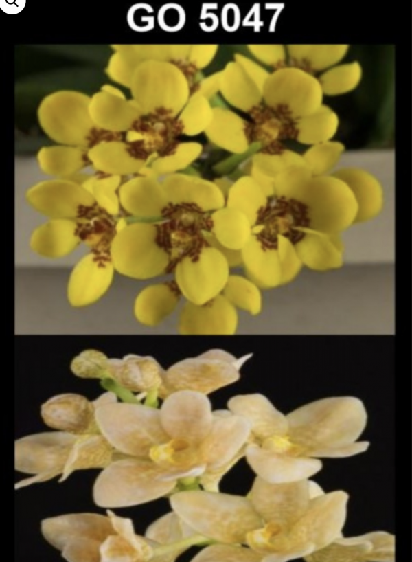 OoN Sarcochilus 5047 (Plchs Harlequin X Fitzhart) X Sunny Orchid 80mmP