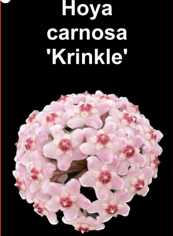 OoN Hoya Carnosa Krinkle Indoor / Outdoor Wax Plants 100mm Pots