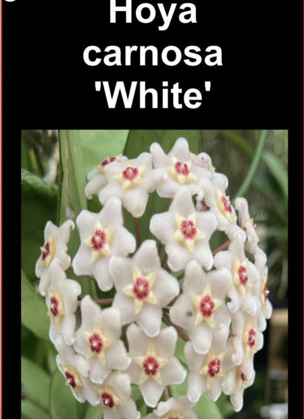 OoN Hoya Carnosa White Indoor / Outdoor Wax Plants 100mm Pots