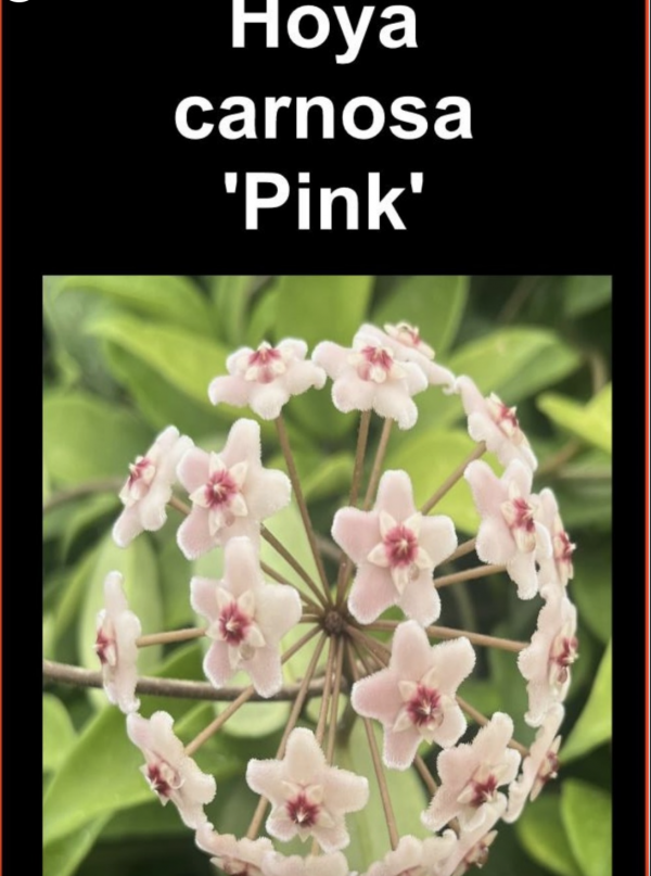 OoN Hoya Carnosa Pink Indoor / Outdoor Wax Plants 100mm Pots