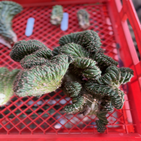 Large Crested Trichocereus Hybrid