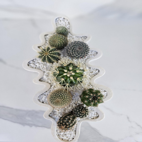 Modern Cactus Arrangement Live Indoor Plant in White Wavy Ceramic Planter