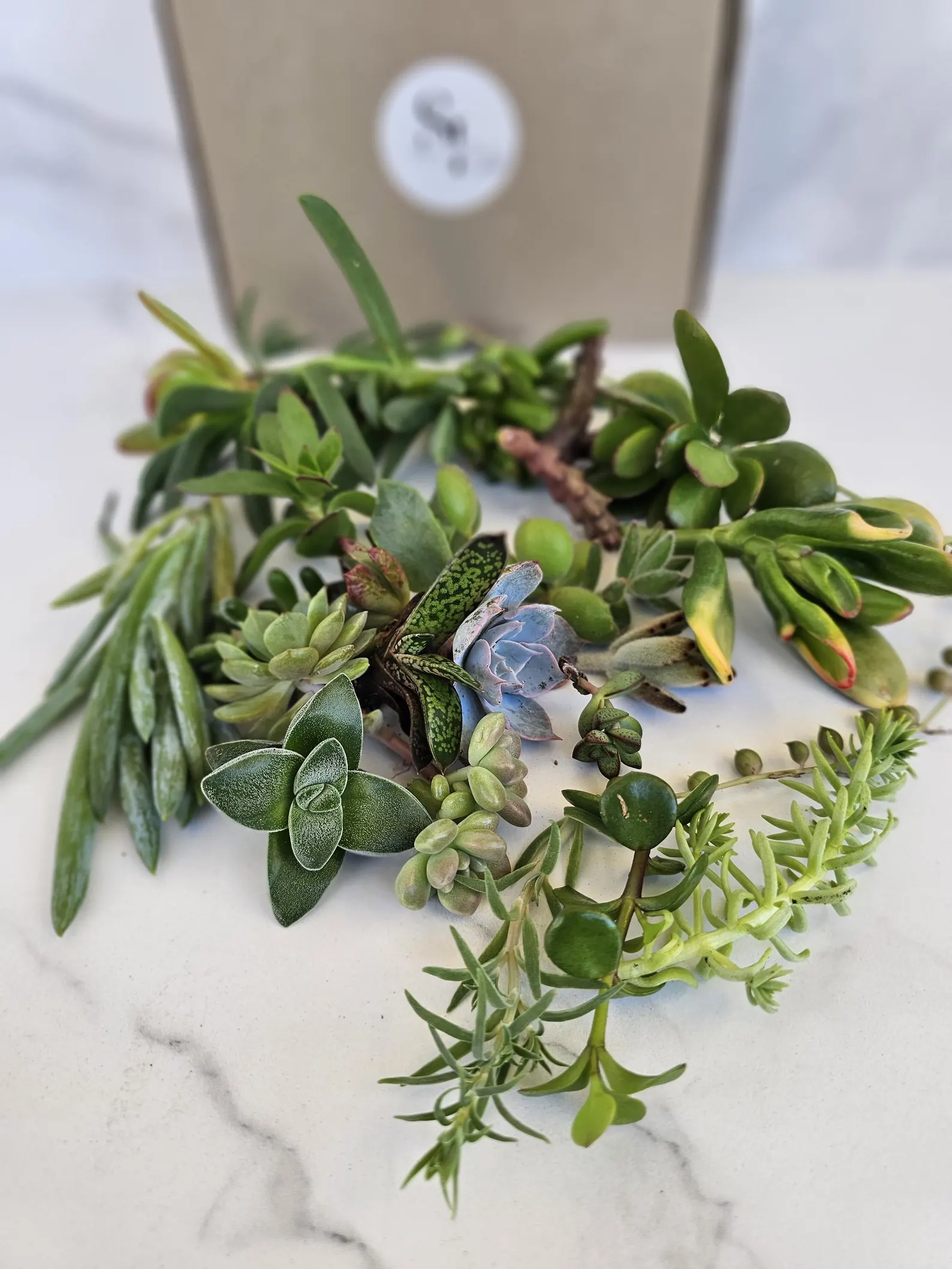 Live mixed Succulent Cuttings cuttings from different varieties no repeats
