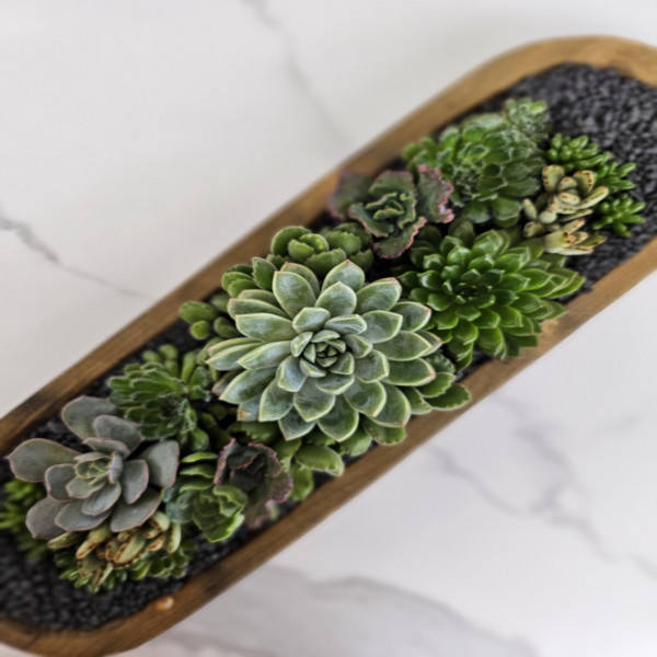 Live Succulent Arrangement Rustic Wooden Trough Centerpiece