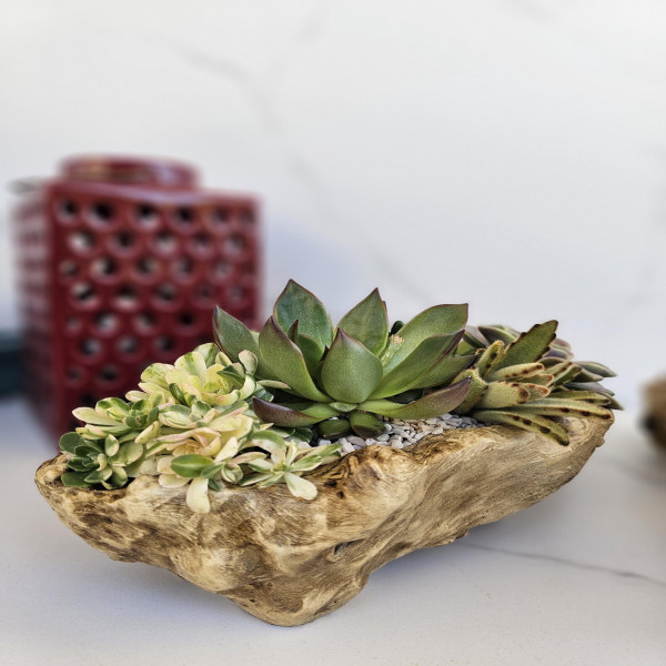 Live Succulents in Resin Driftwood Planter Table Centerpiece Decor