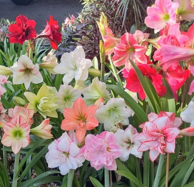Hippeastrum Mystery 1 Year Old Seedlings X 5 Bulbs