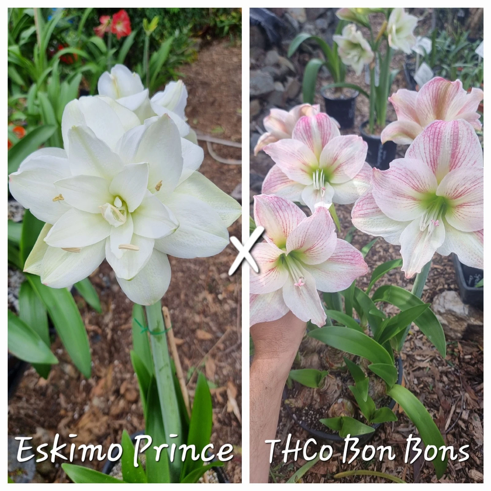 Hippeastrum Seedling 12 Month Old 'Eskimo Prince' x 'THCo Bon Bons'