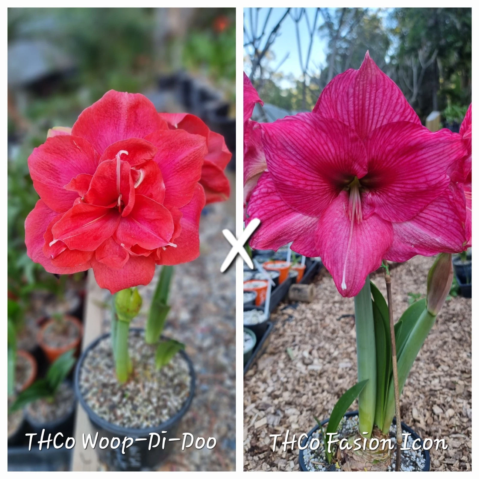 Hippeastrum Seedling 12 Month Old 'THCo Woop-Di-Doo' x 'THCo Fasion Icon' NEW