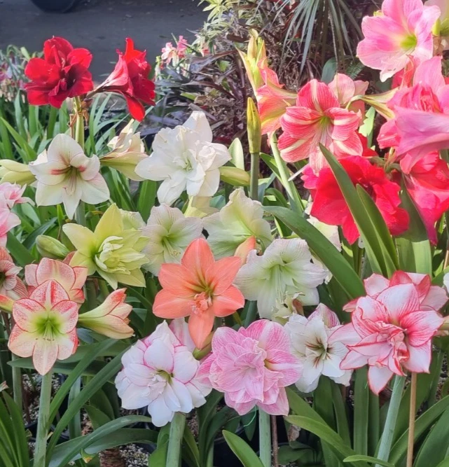 Hippeastrum Mystery 2 Year Old Seedlings X 5 Bulbs