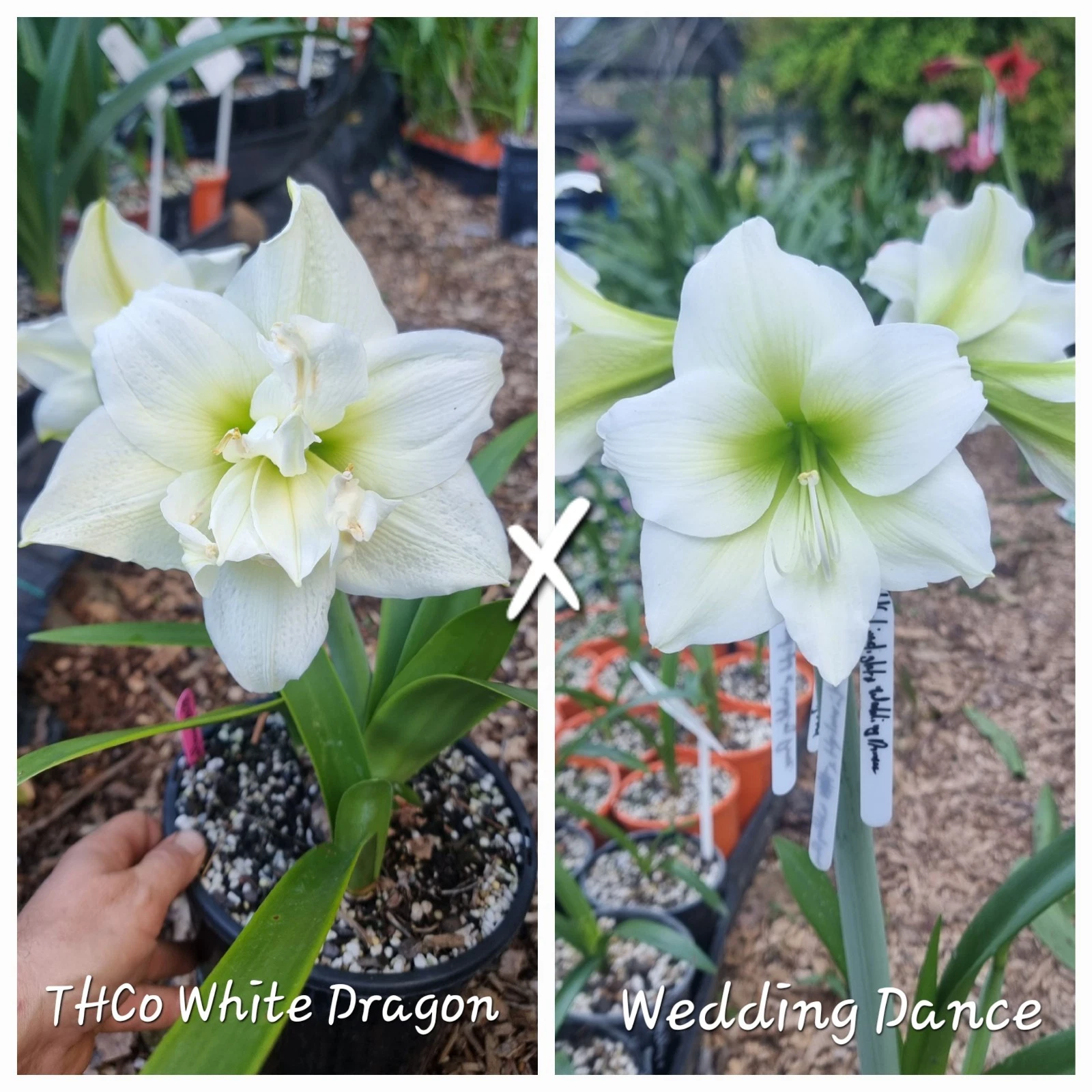 Hippeastrum Seedling 12 Month Old 'THCo White Dragon' x 'Wedding Dance' NEW