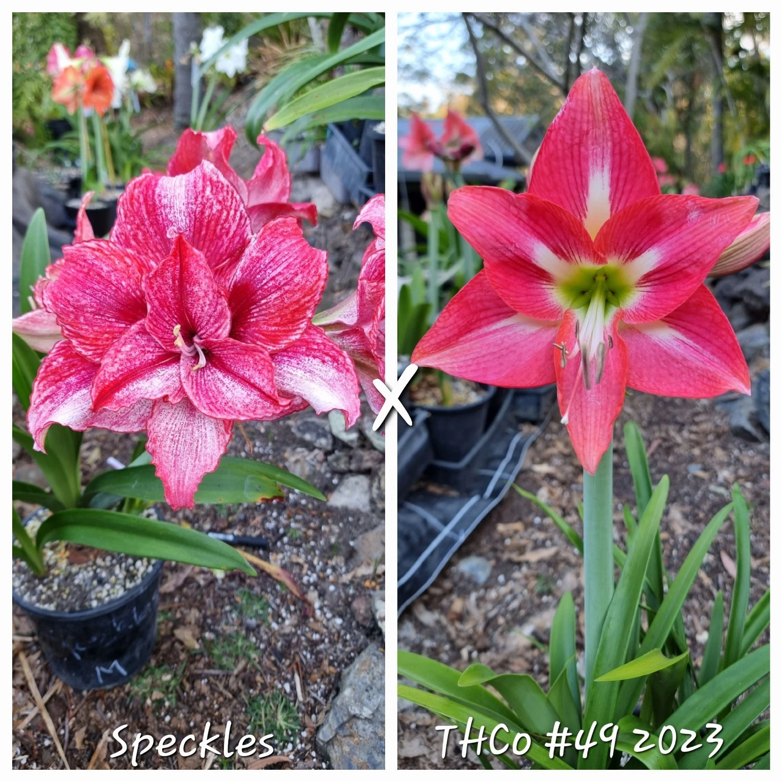 Hippeastrum Seedling 12 Month Old 'Speckles' x 'THCo #49 2023' NEW