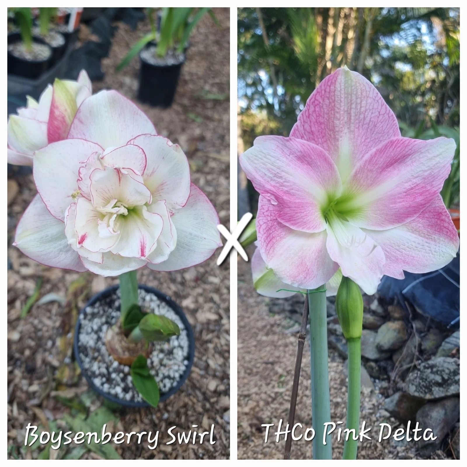 Hippeastrum Seedling 12 Month Old 'Boysenberry Swirl' x 'THCo Pink Delta' NEW