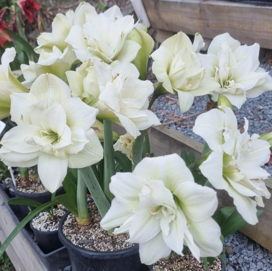 Maguires Double Hippeastrum 'Norwegian Prince' 12-18 Month Old Bulb.