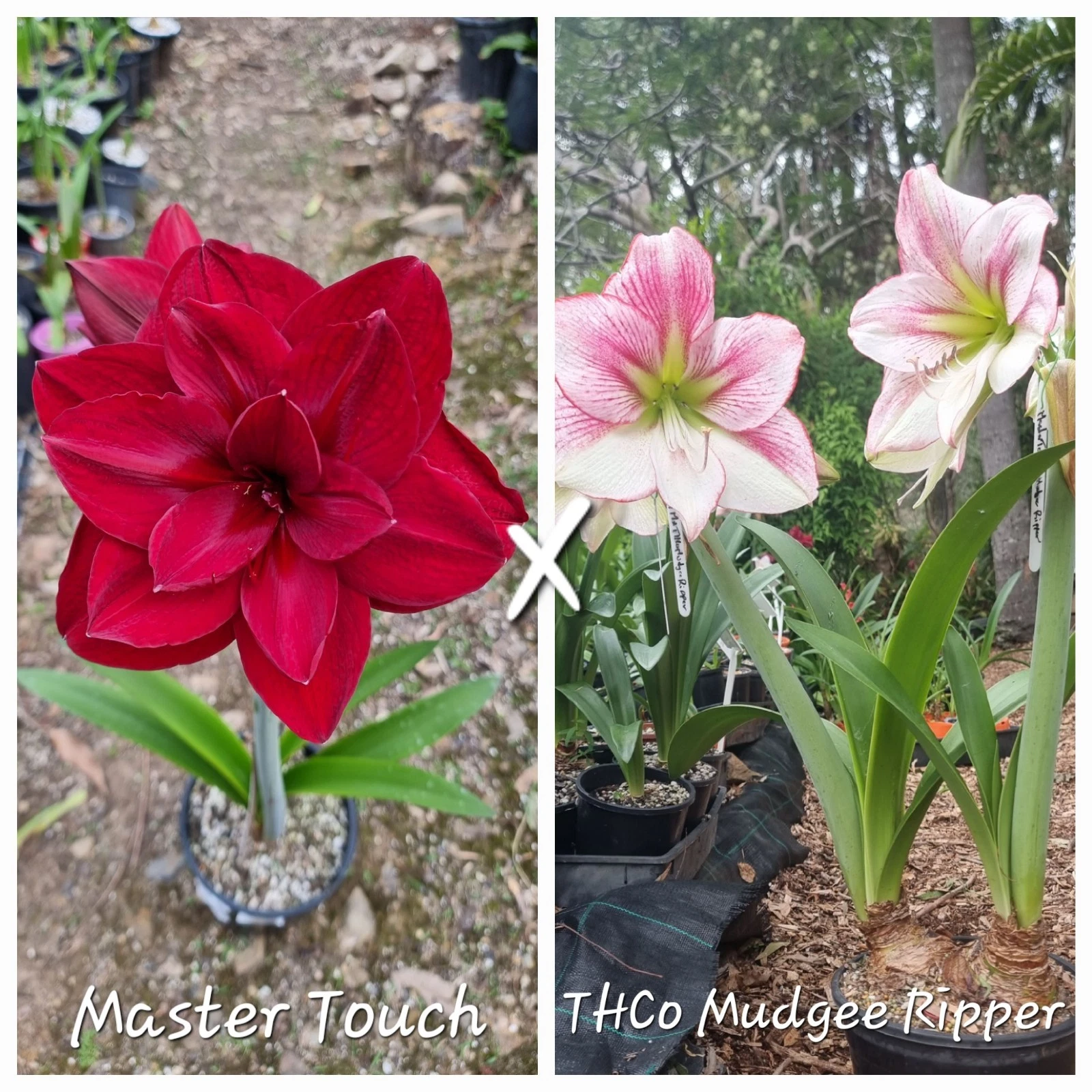 Hippeastrum Seedling 12 Month Old 'Master Touch' x 'THCo Mudgee Ripper' NEW