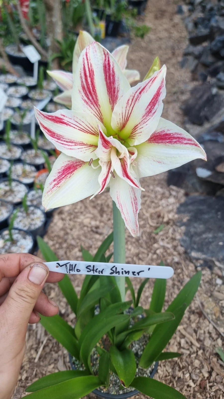 Hippeastrum 'THCo Star Shiner' 18 Month Old bulb. FIRST TIME OFFERED