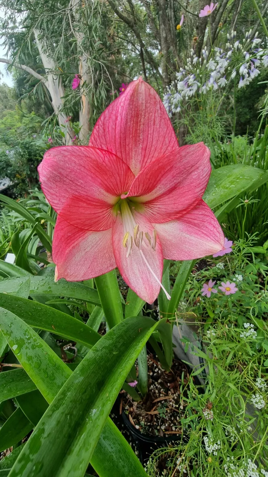 Hippeastrum 'THCo Amelia's Secret' 18 Month Old Offset.