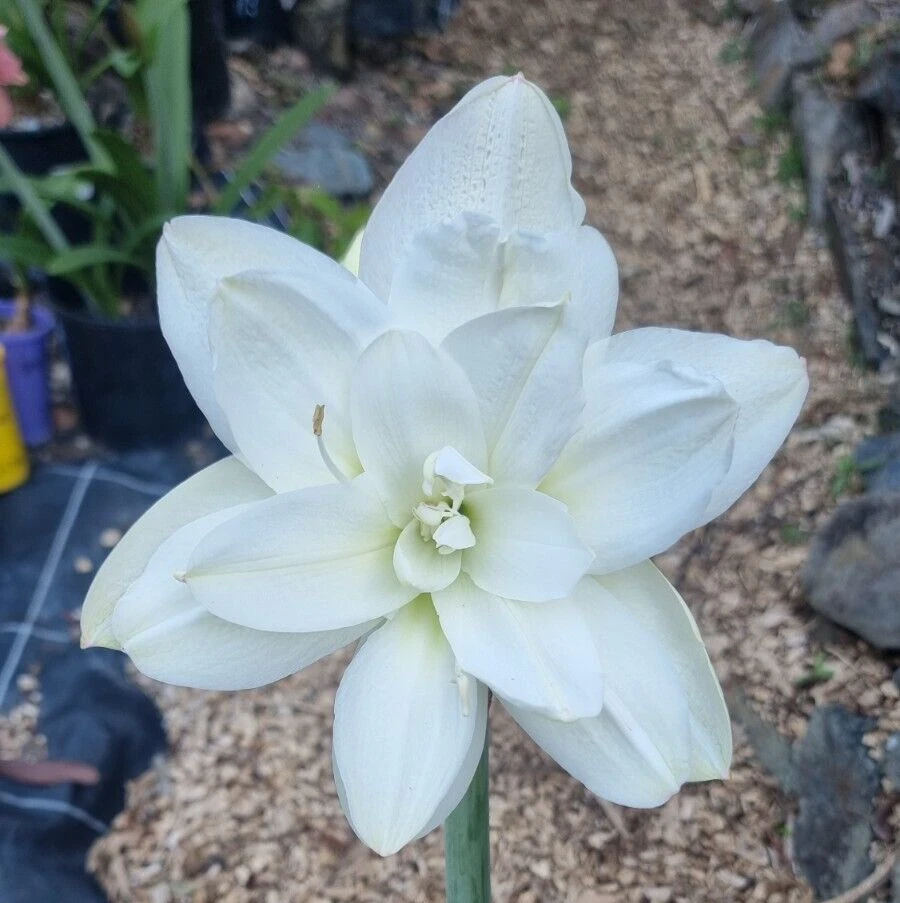 Maguires Double Hippeastrum 'Eskimo Prince' 12 Month Old Offset. Sought After