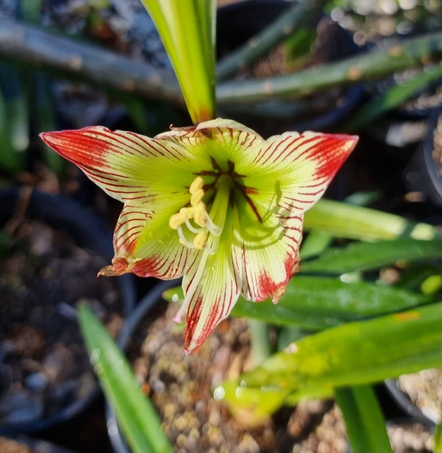 Species Hippeastrum psittacinum - not often available