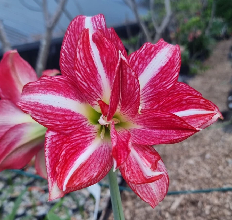 Maguires Double Hippeastrum 'Fair Dinkum' 12-18 Month Old Offset. Rare.