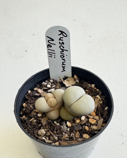 Lithops ruschiorum nellii