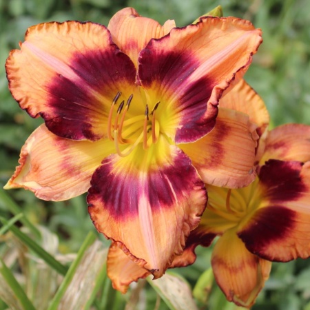 Daylily Hybrid Carved Coral x Tarzana