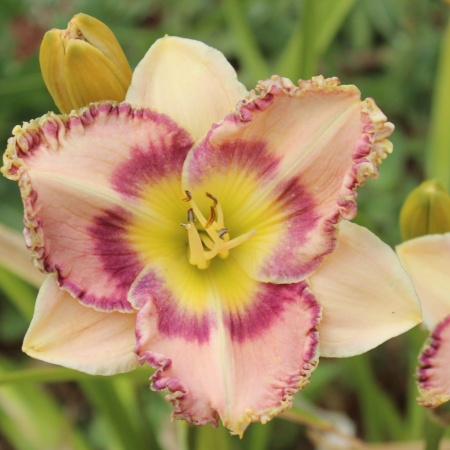 Daylily Hybrid Blueberry Blow Pop x Mean Joe Green 'a'