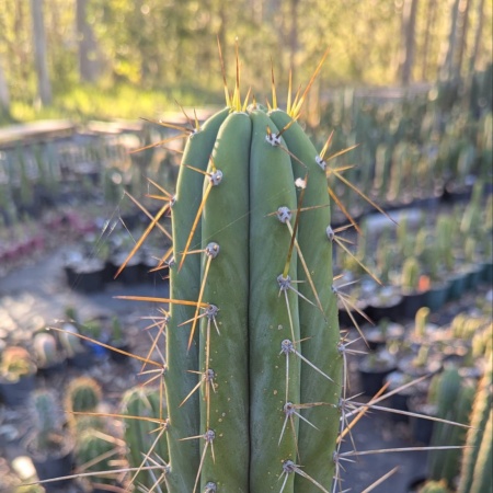 Trichocereus whole plant