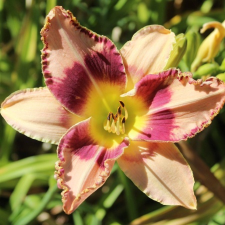 Daylily Hybrid Art Gallery Alligator x Patterned for Success 'a'