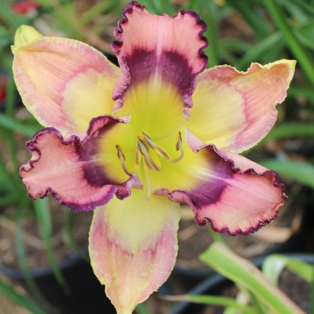 Daylily Hybrid Big Boy Butterfly x Patterned for Success 'f'