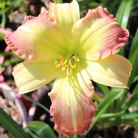 Daylily Hybrid Bill Tonn x Deathly Hallows 'b'