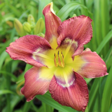 Daylily Hybrid Totem & Taboo x Neptune's Daughter 'a'
