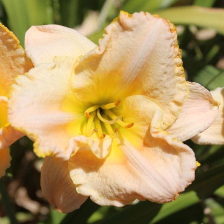 Daylily Hybrid Sweet Allure x Serenity Day 'a'