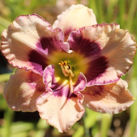 Daylily Hybrid Rugged Raven x Patterned for Success 'a'