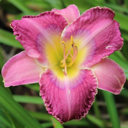 Daylily Hybrid (Caught By Surprise x Gnashing of Teeth) x Disturbance in the Force 'a'