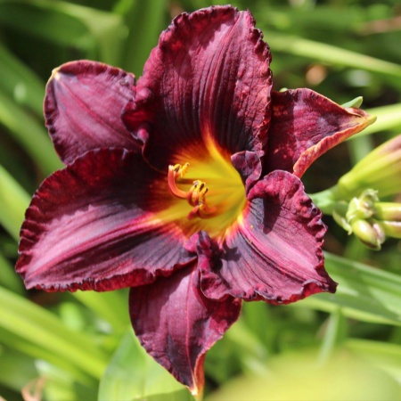 Daylily Hybrid Coit Tower x Spacecoast Black Sensation 'a'