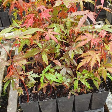 Japanese Maple seedling