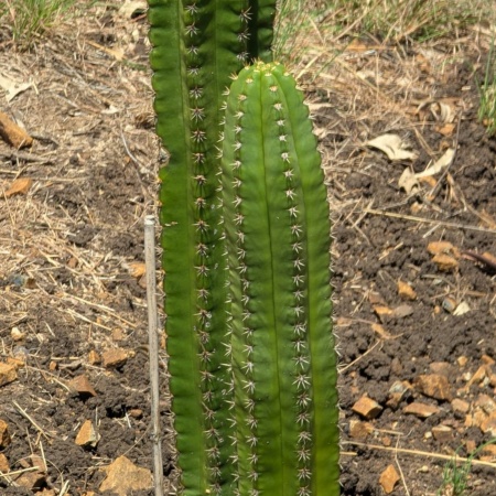Cactus hybrid