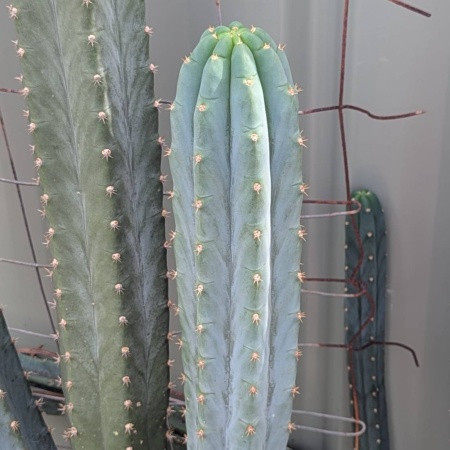 Blue cactus