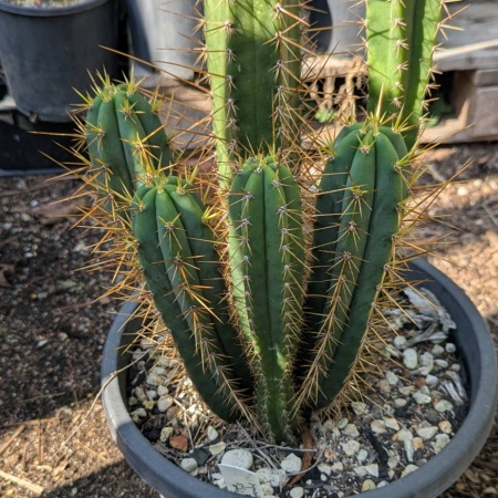 Spiny Peruvian Cactus