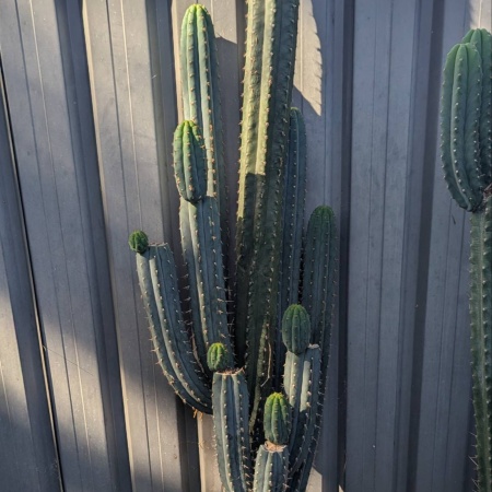 Nothinks Cactus Clone