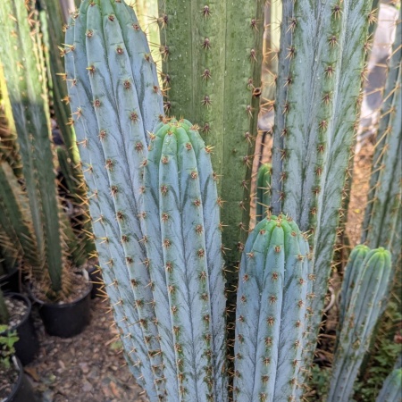 Blue Cactus Quamby