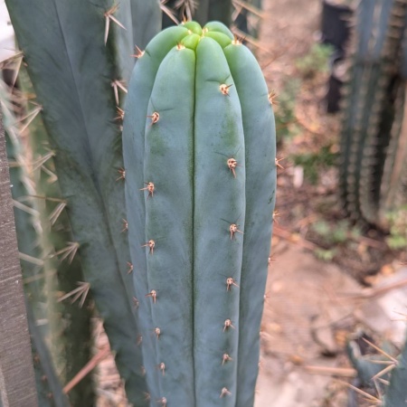 Super Pedro x Psycho0