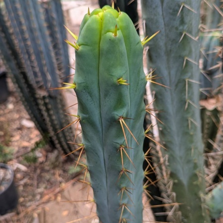 Arid Art Clone