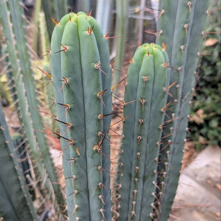San Marcos