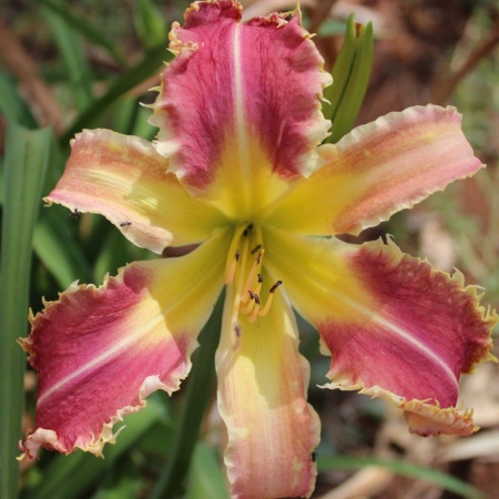 Daylily Hybrid (Piranha x Voracious Vixen) x Buddy's Pinkie 'a'