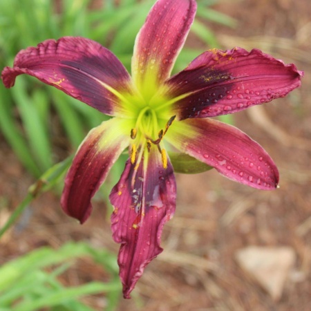 Daylily Hybrid Pattern Evolution x Unknown