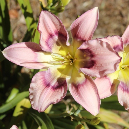 Daylily Hybrid Magic Bullet x Unveiled Face