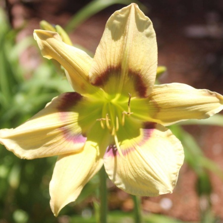 Daylily Hybrid Michael's Sword x Chasing Fantasies