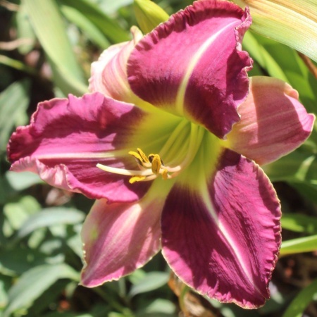 Daylily Hybrid Kingdom Without End x General Complexity