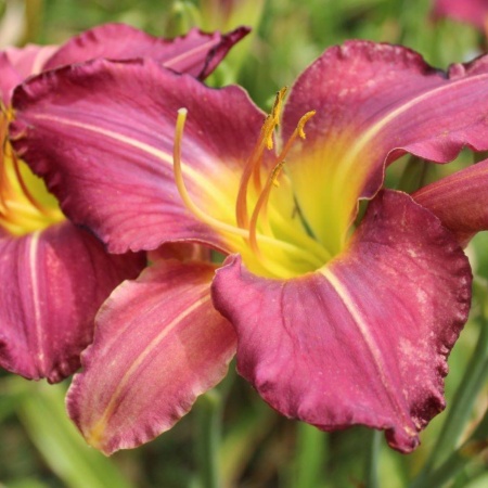 Daylily Hybrid Rose Palace x Apple Bounty